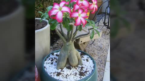 12 FLORES QUE AMAM VIVER NO SOL