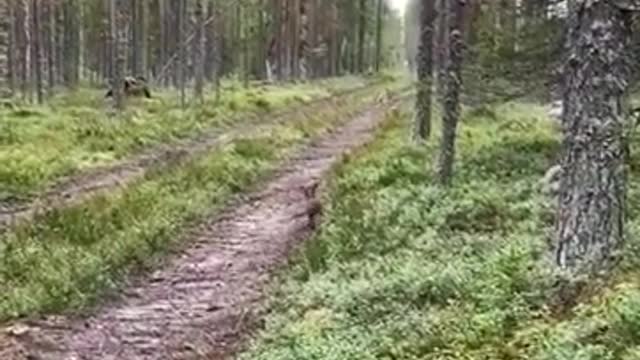 hare tricked dog / заяц обманул собаку