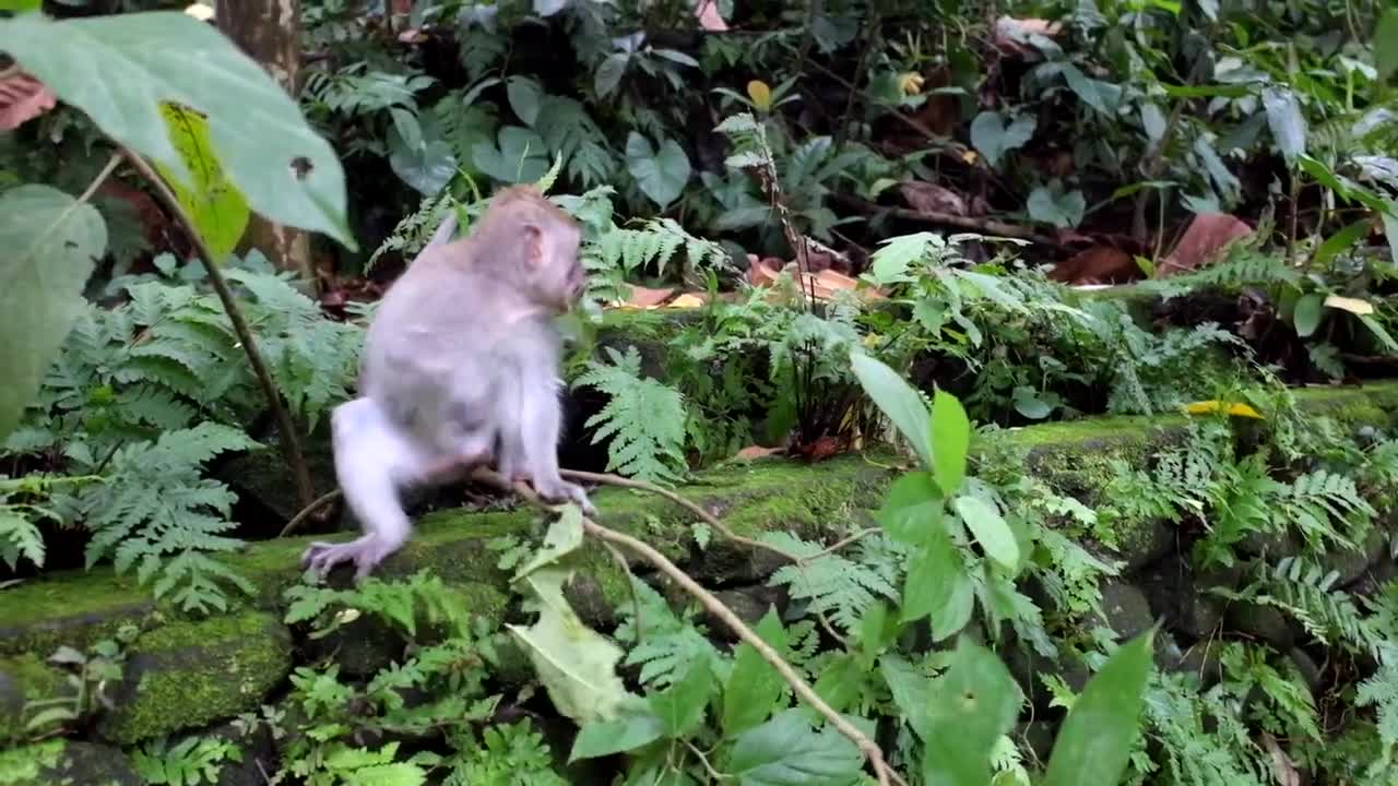 A scene of a monkey eating and trying to get rid of a tree branch