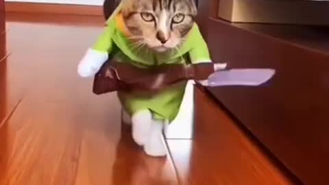 Chand wala mukda ,,song funny cat