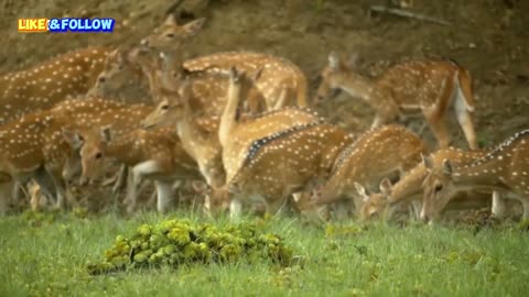 Mugger Crocodile Ambushes Deer At Watering Hole .