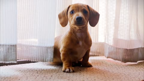 a pet dog wandering on a camera1