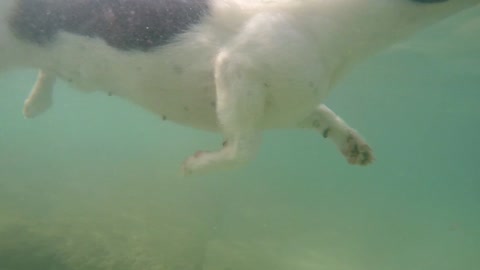 Dog play in water