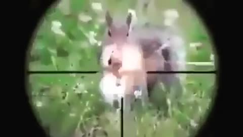 Killer squirrel