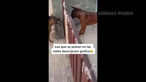 NEW FUNNY ANIMALS VIDEOS 2024.