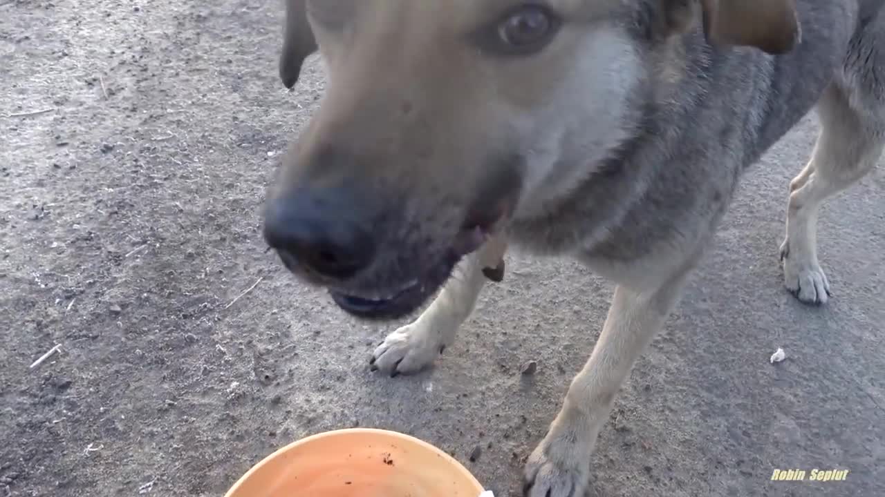 Hungry doggies enjoy tasty whipped cream treat s