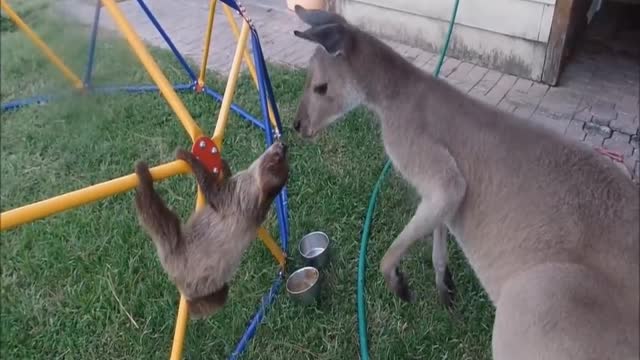 Baby sloths plays with kangaroo