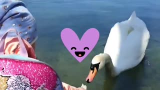 daughter feeds the swan