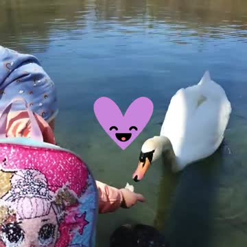 daughter feeds the swan