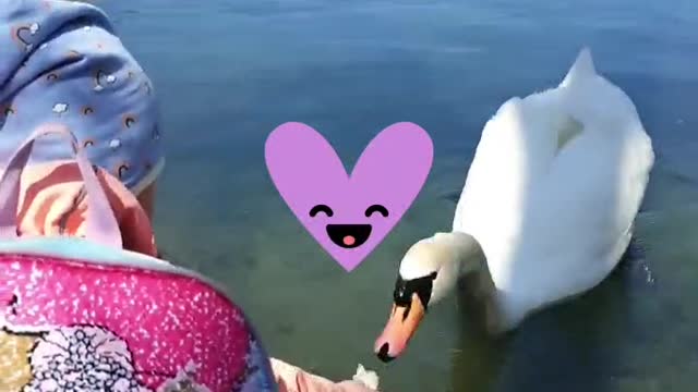 daughter feeds the swan