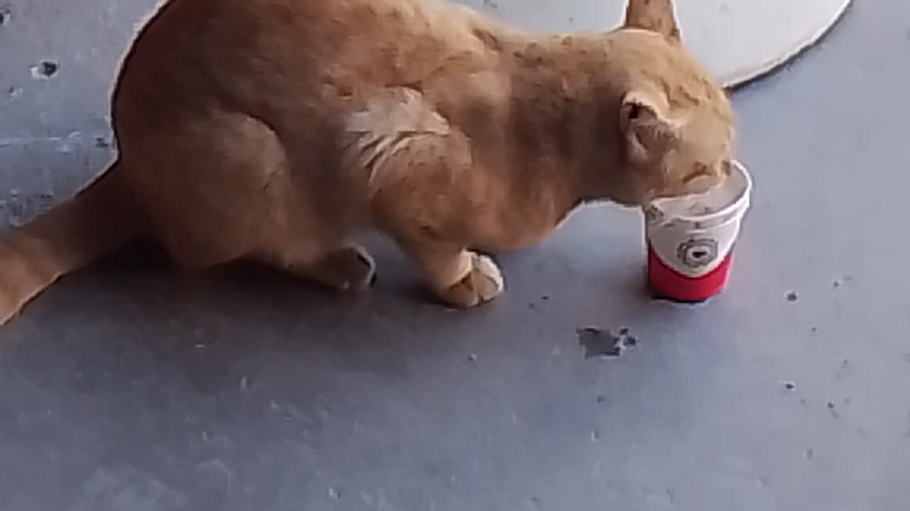 Cat Drinking Water