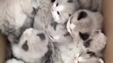 Beautiful cat trending video