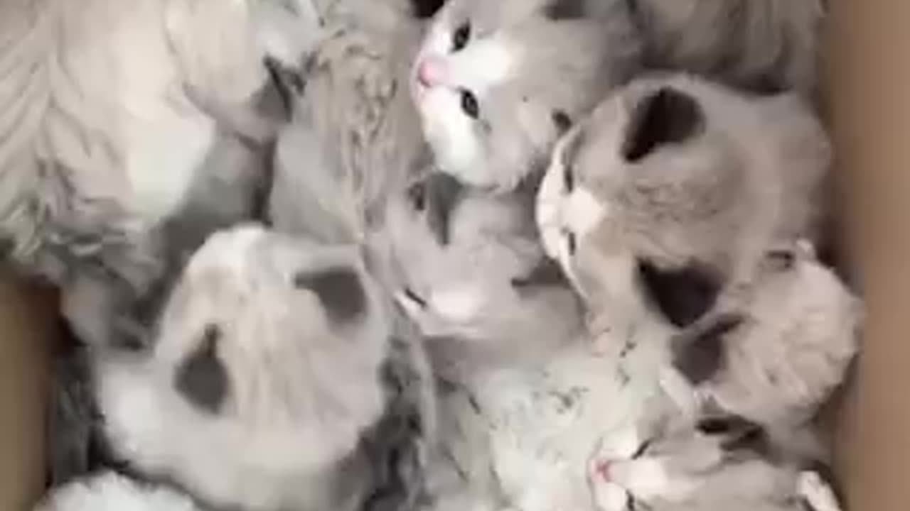 Beautiful cat trending video