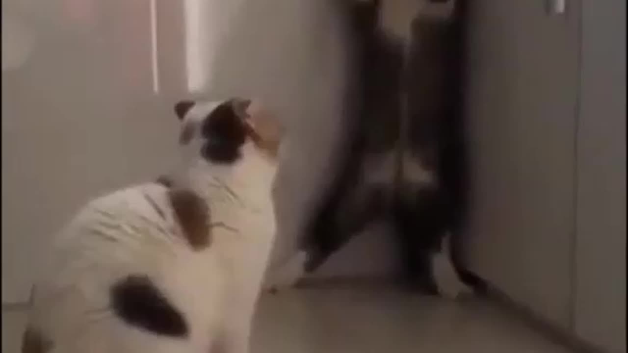 Cat Funny | Cat Cute videos | Cat Funny Videos