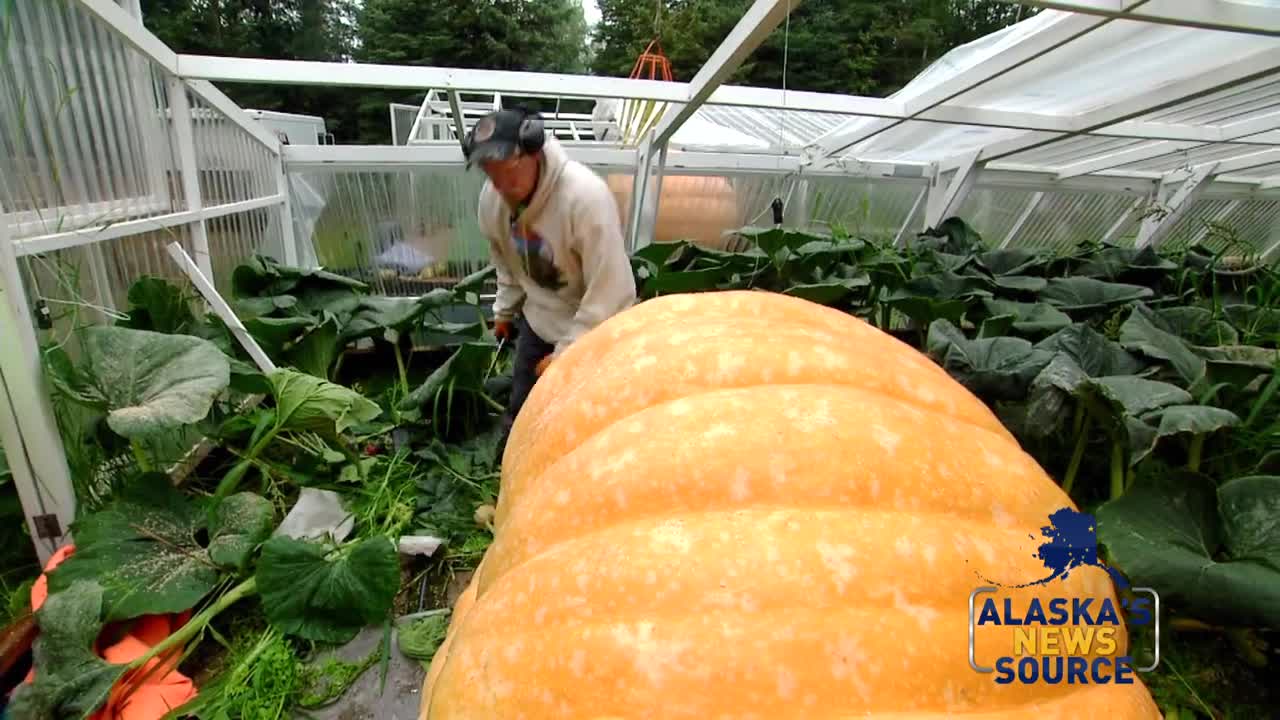 The man behind the giant pumpkins