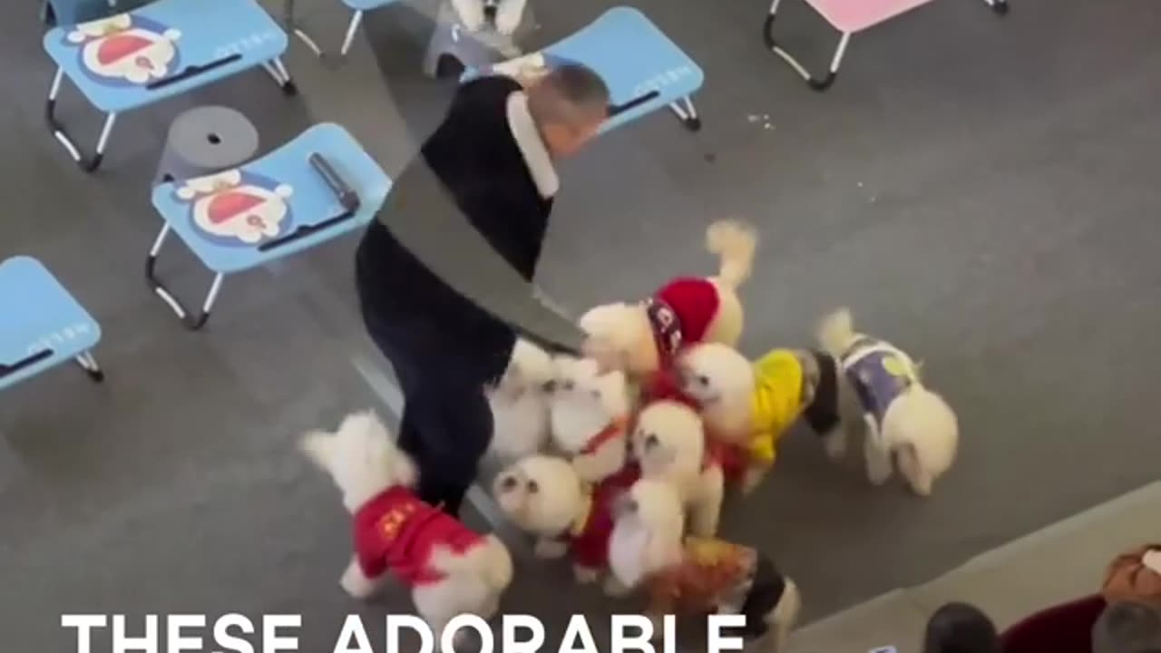 Dog fun