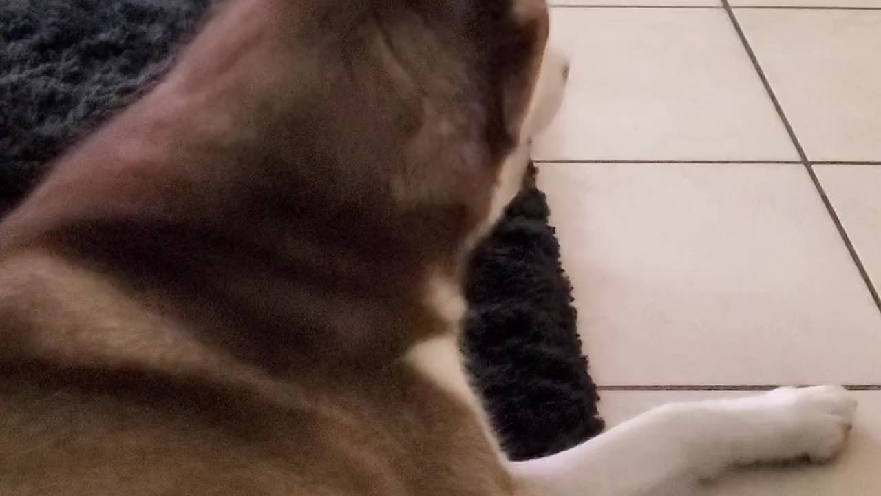 Rise and Shine Husky