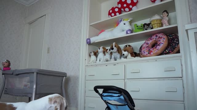 Dog vs Funny Babies Daycare Disaster! Funny Dog Maymo