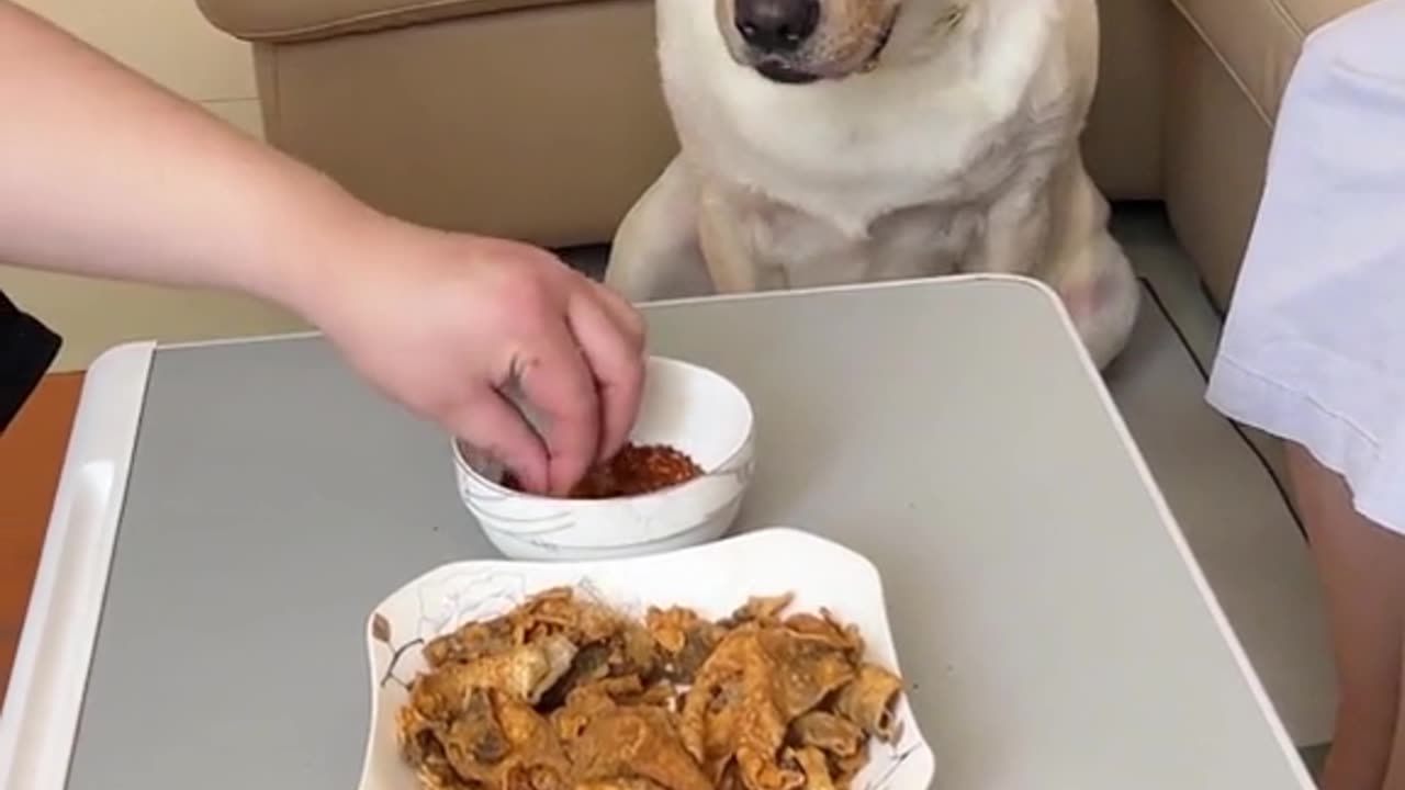 hungry Dog , funny video , dog bite