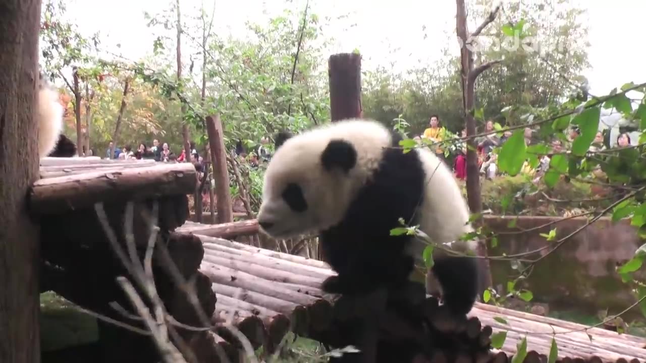 Panda cub and nanny’s “war"