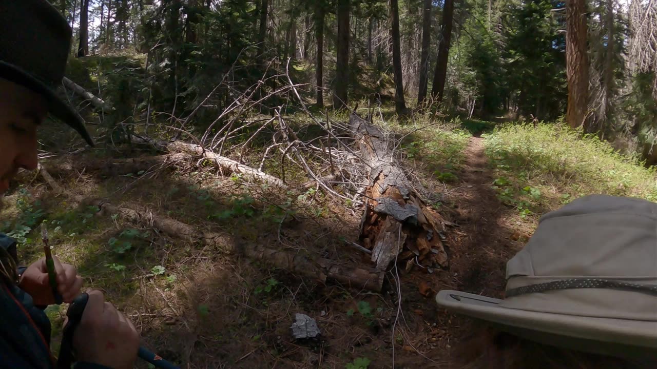 Hills of Jungle creek