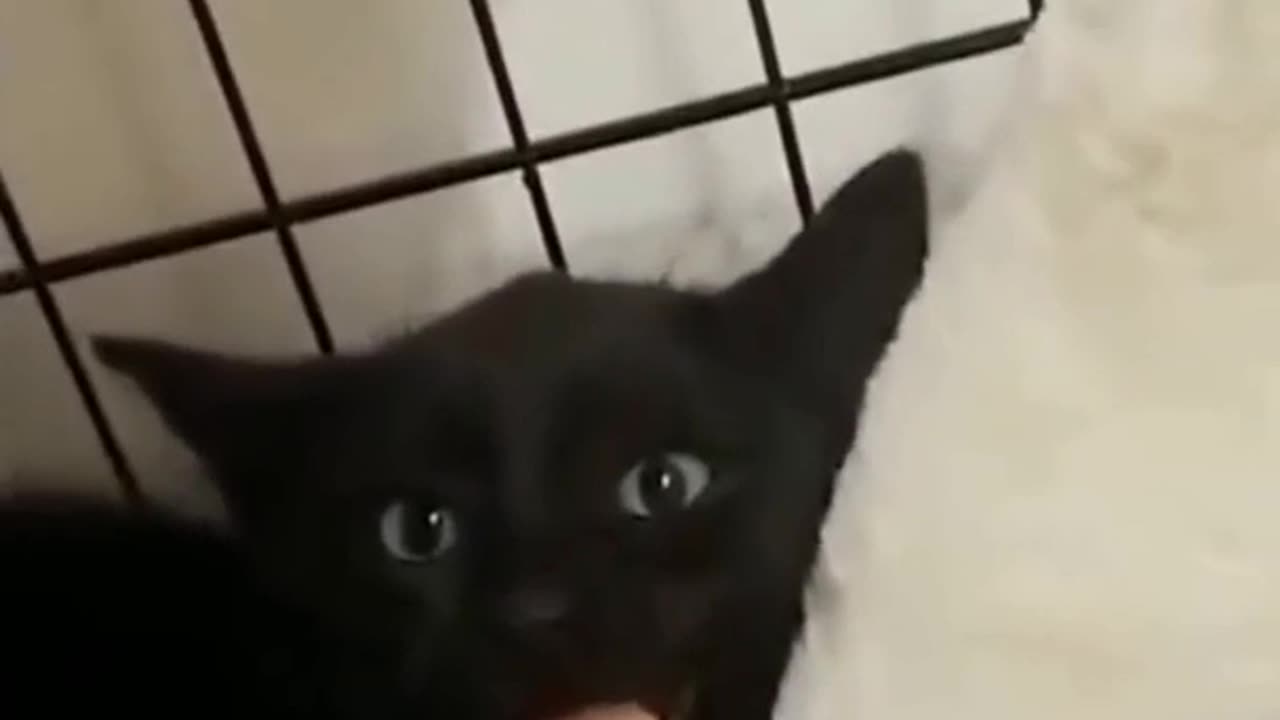 Funny animals videos!!dogs funny videos!!