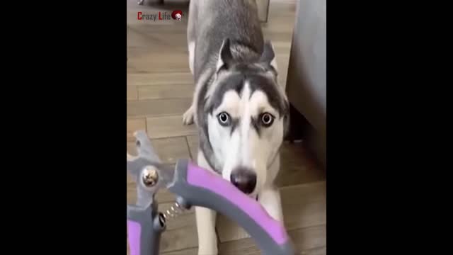 I persuade the dog to cut its claws persuasion does not help ...