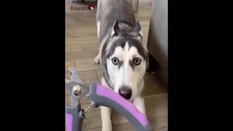 I persuade the dog to cut its claws persuasion does not help ...