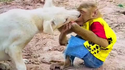 Lots of laughing monkey
