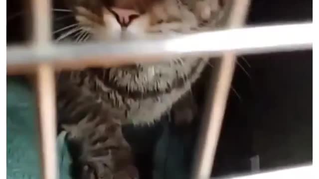 Angry Cat Shows His Teeth