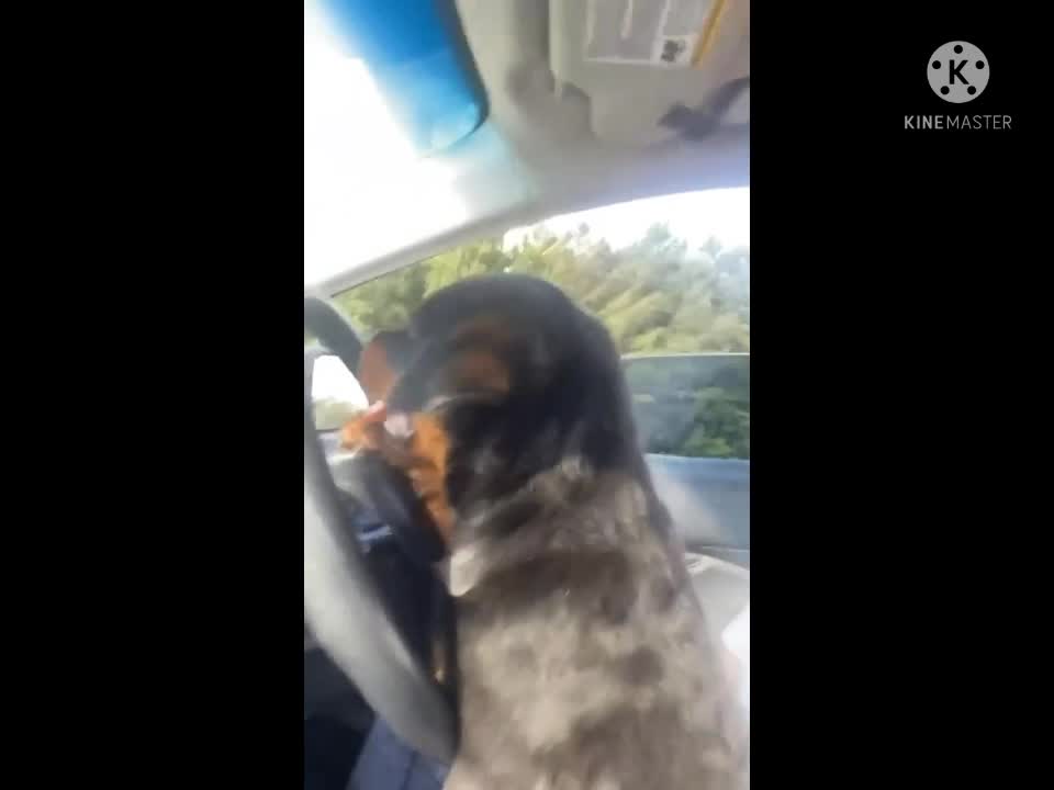 Dog drivingva car. check this.