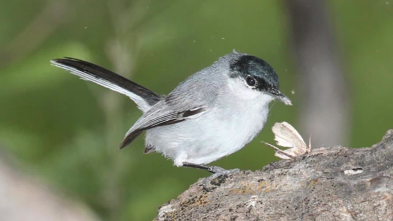 Black-Capped Gnatcatcher Bird Sound Video