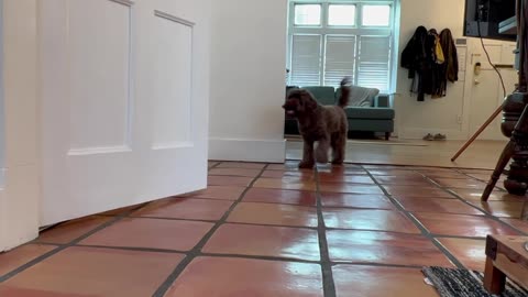 Good Boy Retrieves Toilet Paper For Owner