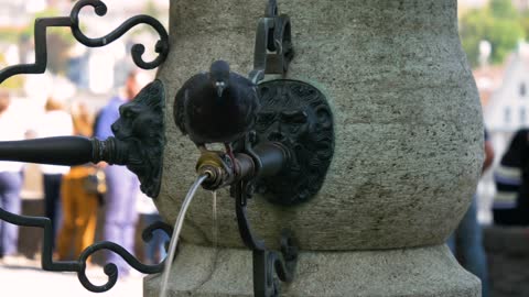 A pigeon drinks water from the water tap