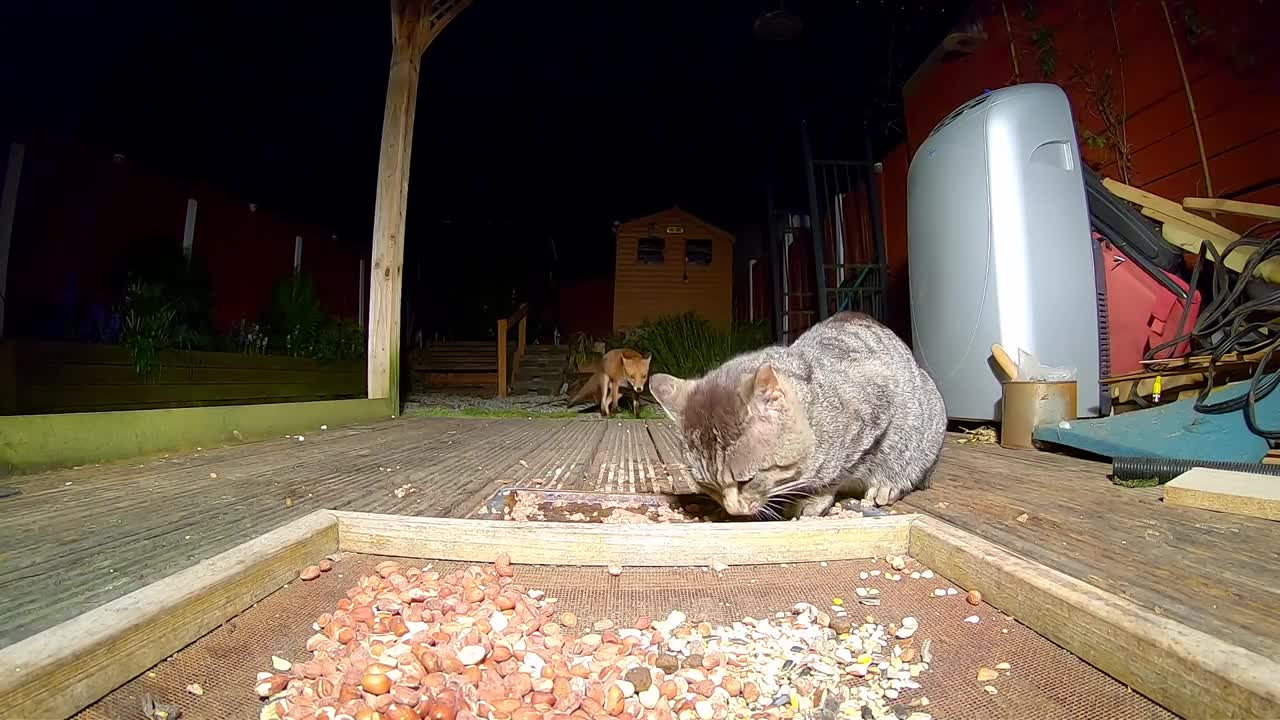 Fox and cat Standoff.