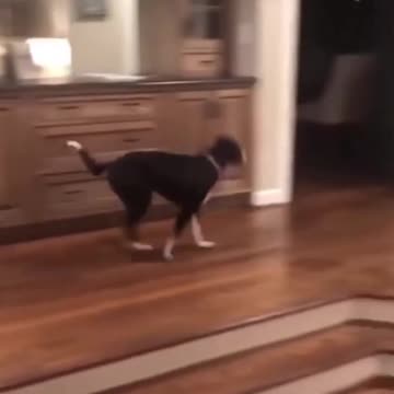 Dog Gone Mad When He Heard That He Is Going To Disneyland