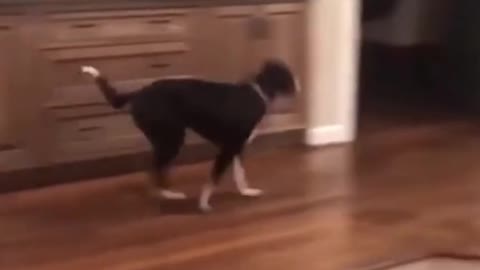 Dog Gone Mad When He Heard That He Is Going To Disneyland