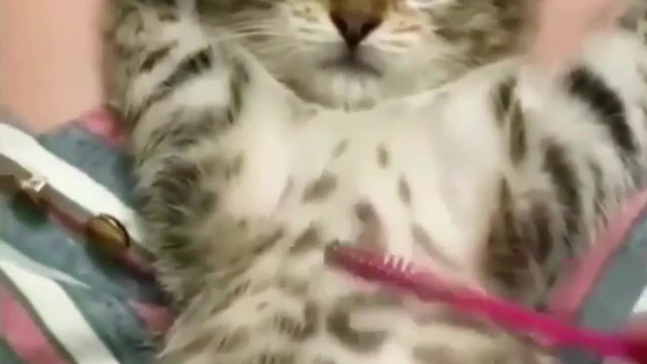 Funniest Cats 😹 Don't try to hold back Laughter 😂 Funny Cats Life