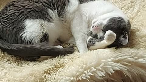 Cat Taking a Bath