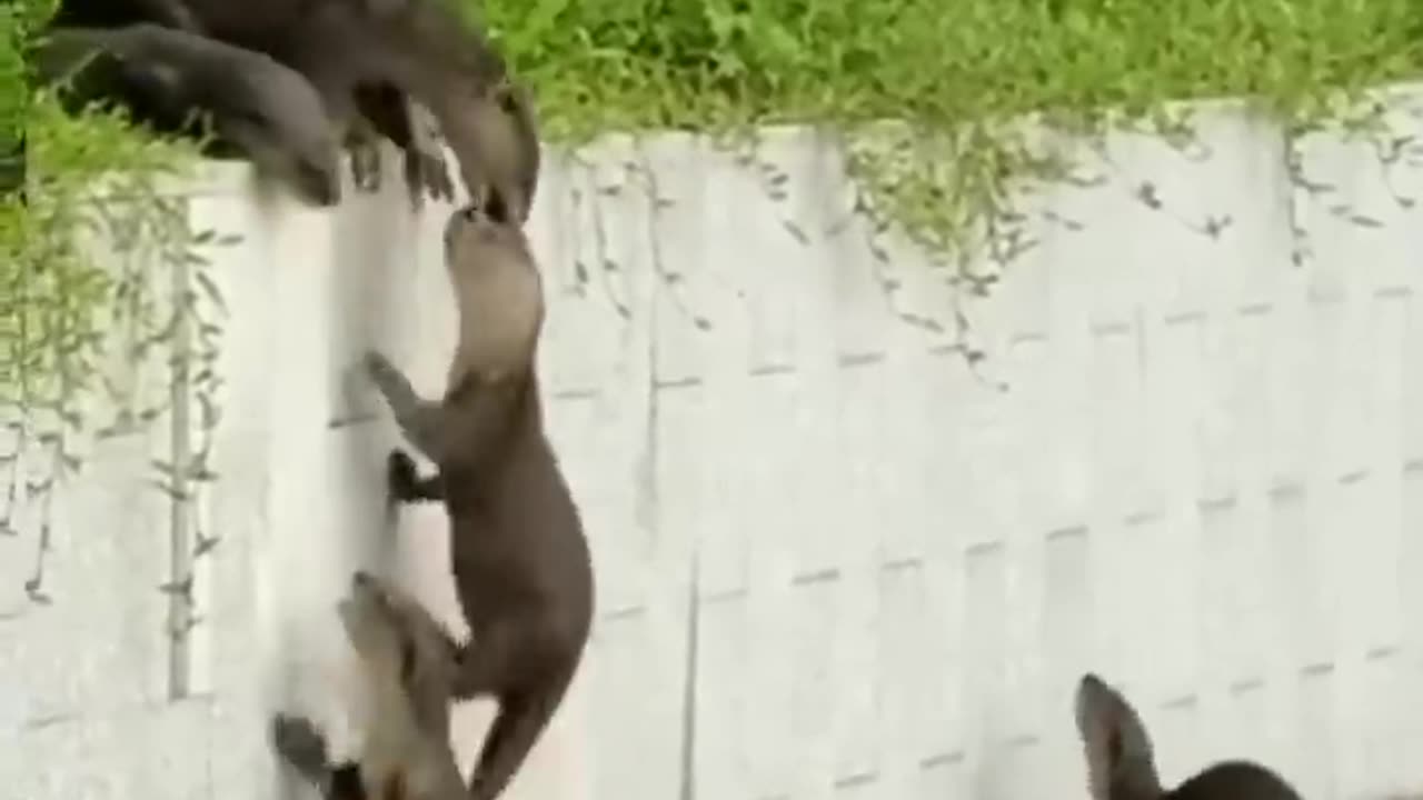 How can otters cross this wall? AMAZING