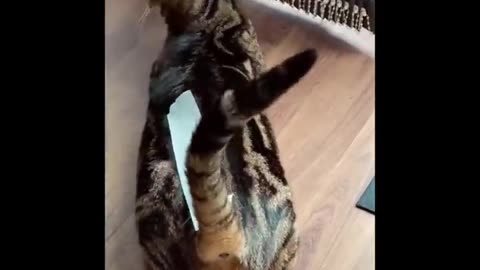 Funniest Animals 🐧 - Best Of The 2020 Funny Animal Videos 😁 - Cutest Animals Ever