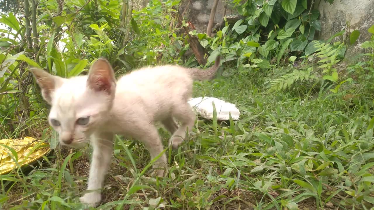 kitten cute ever (Cutest ever)