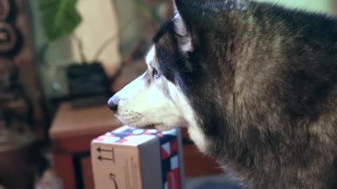 My Husky Blames My Mum For a Box Hitting Him!