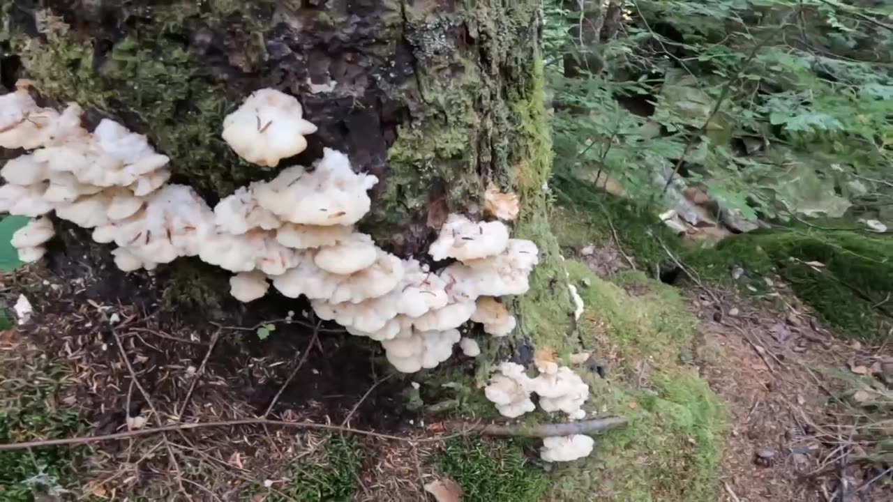 Mushrooms