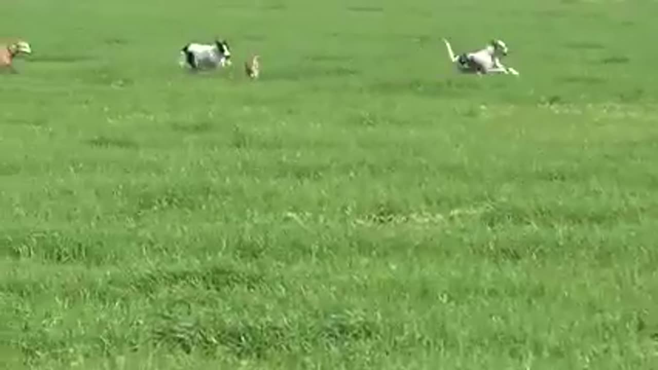 Dogs vs rabbit 🐇 beautiful video