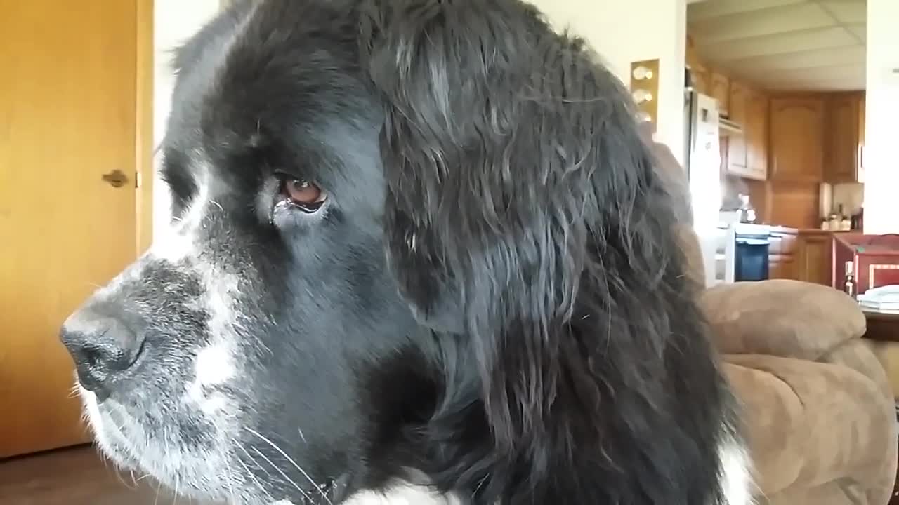 Sunbeams and a Newfoundland Dog