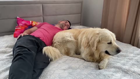 Funny Golden Retriever Attacks His Human Dad [TRY NOT TO LAUGH]