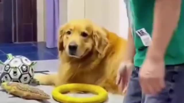 funny animals 2022 funny cat and dog cat videos funny cat funny cats cat cat video fun