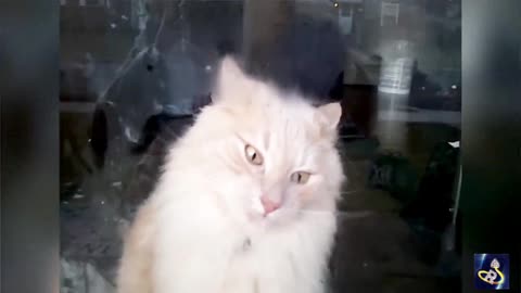 Laugh Out Loud, Hilarious Cat Antics Compilation