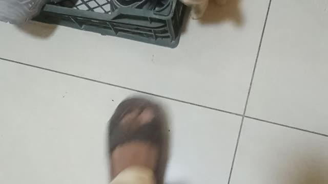 Cute cat planning and happy